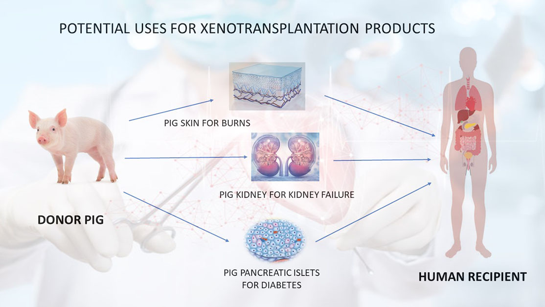 research for xenotransplantation